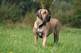 FILA BRASILEIRO 037